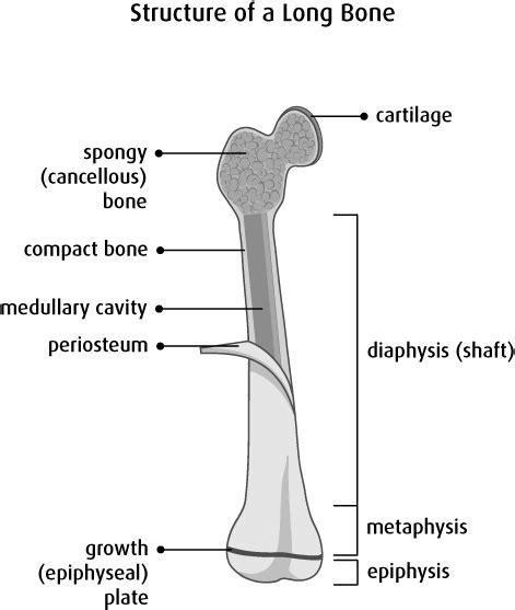 Structure Of Long Bones Diagram Quizlet