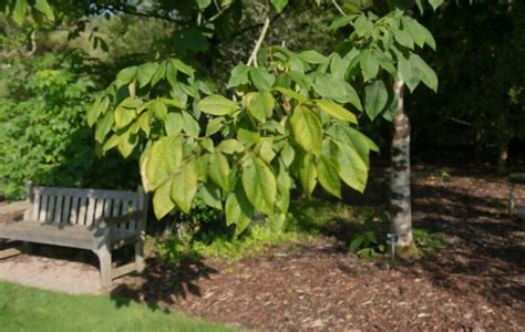 5 Types Of Hickory Trees In Maryland Woodsman Report