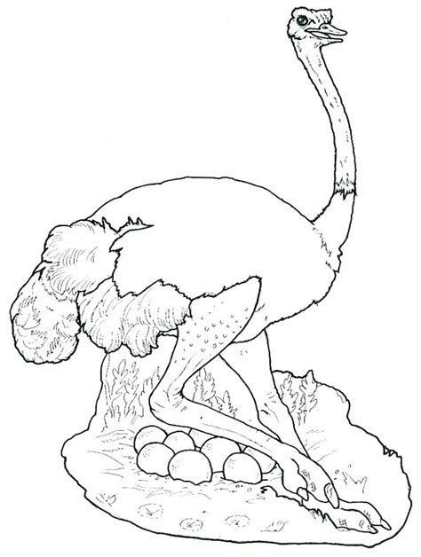 Ostrich Coloring Page At Free Printable Colorings