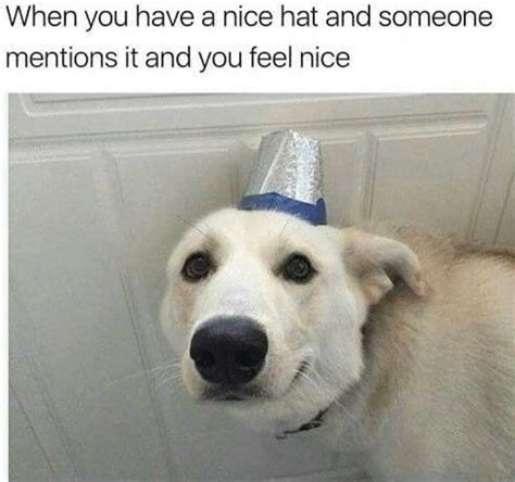 Nice Hat Doggo Meme By Momhatezwow16 Memedroid