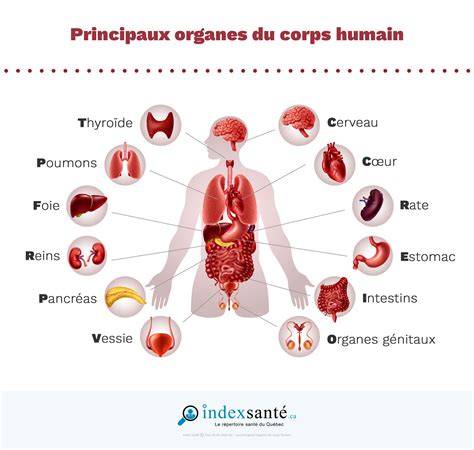 Organes Internes Corps Humain Anatomie Corps Coeur Cerveau Foie Poumons