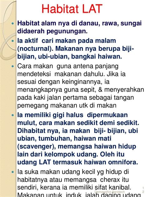 Karena udang ini merupakan udang air tawar yang paling populer di indonesia. Cara ternak Udang kara lobster air tawar LAT di 017 ...