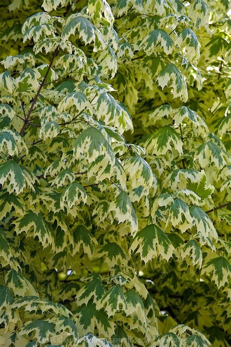 The Variegated Harlequin Maple Acer Platanoides Drummondii Is A