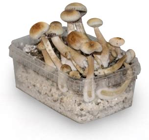 Magic Mushroom Grow Box - All Mushroom Info