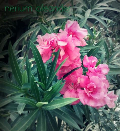 Maybe you would like to learn more about one of these? Gambar Bunga Oleander - Gambar Ngetrend dan VIRAL