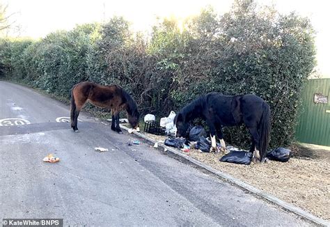 New Forest Ponies And Donkeys Gorge On Rubbish Dumped In The Street