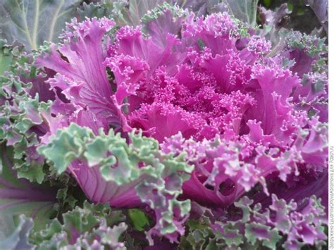 Seeds Edible Cabbage Decorative Kale Ornamental Fringed