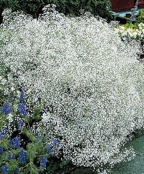 5x Babys Breath White Bare Rooted Garten Anpflanzen Garten