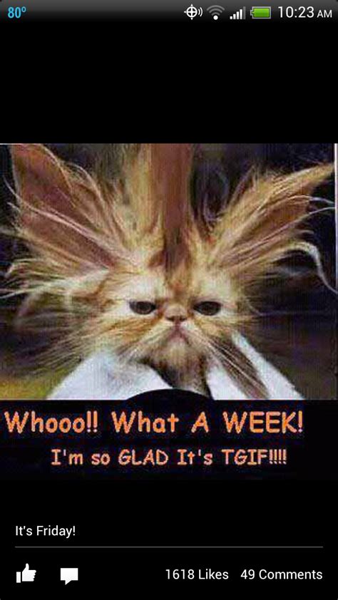 Your meme was successfully uploaded and it is now in moderation. I'm so glad it's thank god it's Friday! | Funny animal pictures, Friday humor, Funny cat pictures