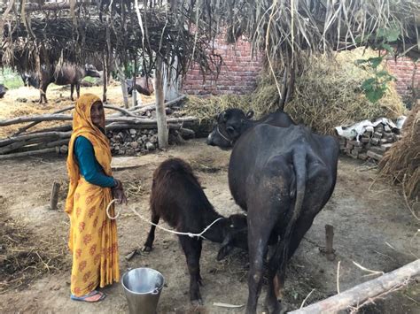 Improving Livelihoods Of Smallholder Farmers Via Private Sector Dairy