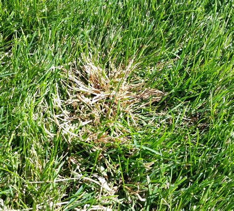 Although the first generations of tall fescue were coarse and unsuitable for lawns, recent improved varieties are threatening to dethrone kentucky bluegrass as the king of the backyard. CO-Horts: I Think I Might have Crabgrass in my Lawn?
