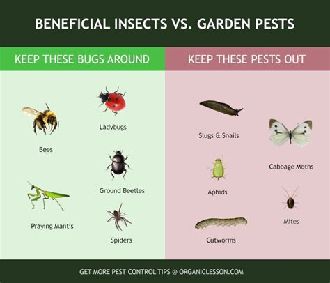 554 Best Images About Infographics On Pinterest Signs Of Termites