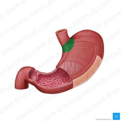 Cardia Of Stomach 2454 Kenhub Image License Store