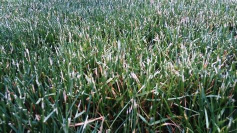 Tips Of Grass Turning Brown Lawnsite™ Is The Largest And Most Active