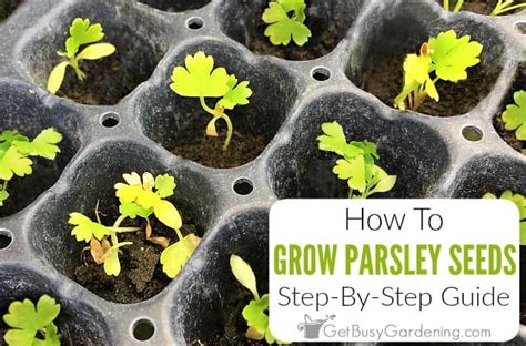 How To Grow Parsley From Seed Step By Step Get Busy Gardening