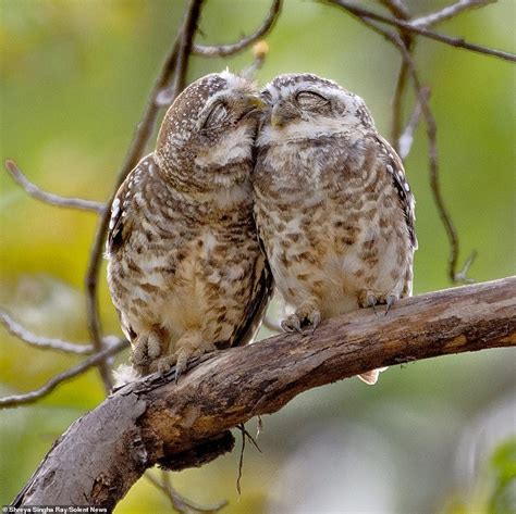 Two Owls Sharing A Cuddle On A Branch In Tadoba National Park India Rsuperbowl