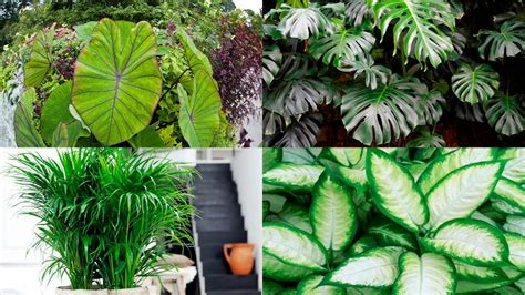 Aquí conocerás 51 nombres de plantas verdes para interiores y las características, los cuidados y las fotos de muchas de ellas. 12 plantas de interior de hoja grande - Jardinatis