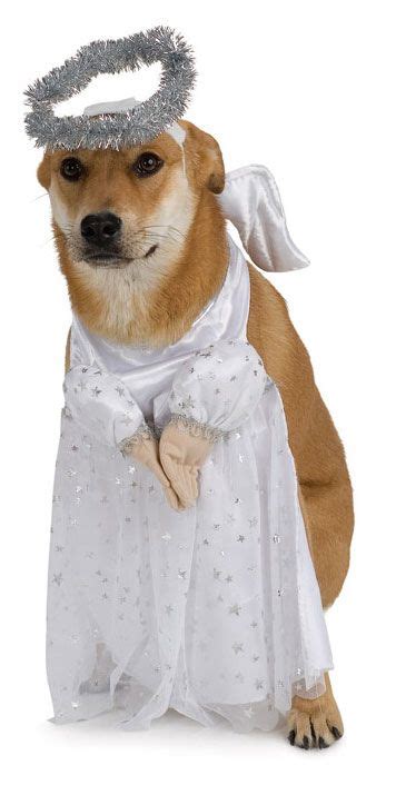Dog Costumes Angel Costume For Dogs Pet
