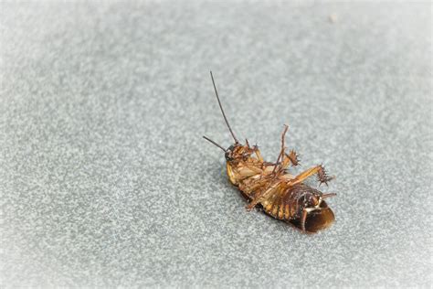 Cockroach Bites Symptoms And Signs Catch It Ltd