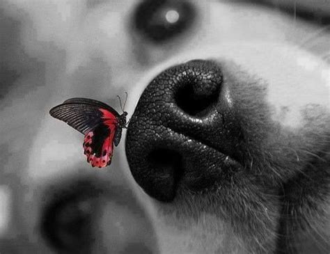 Dog With Butterfly On Nose I Love Dogs Cute Dogs Sweet Dogs Color