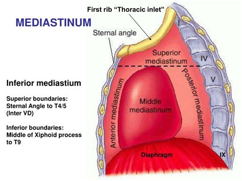 Ppt The Cardiovascular System “mediastinum” Powerpoint Presentation