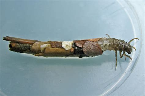 Caddisfly Larva Bugguidenet