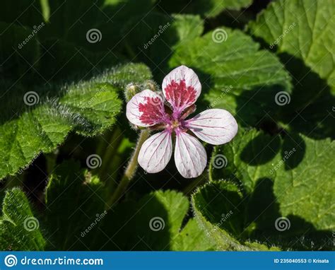 Close Up Shot Of Single Five Petalled Flower Pink Veined And Red