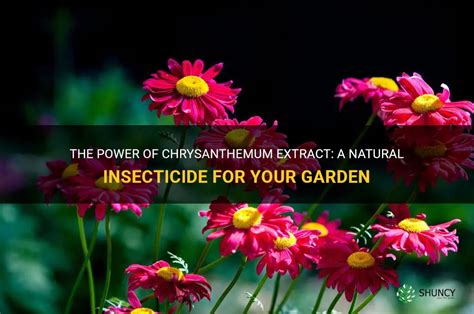 The Power Of Chrysanthemum Extract A Natural Insecticide For Your