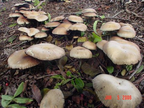 2 to 9 centimeters tall by. Psilocybe cyanofriscosa found in Ohio - Mushroom Hunting ...