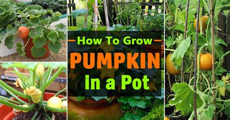 Growing Pumpkins In Containers How To Grow Pumpkins In Pots Balcony