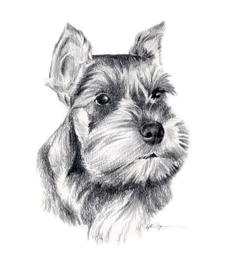 Miniature Schnauzer Dog Pencil Drawing Art Print By Artist Dj Etsy