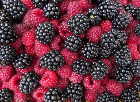 How To Plant Grow And Harvest Blackberries And Raspberries
