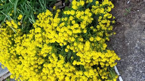 Foam flower spreads rapidly but accommodates other plants by going around them. yellow perennial flower Basket of Gold Alyssum - YouTube
