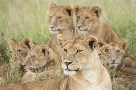 What is a Group of Lions Called? - Discovery UK