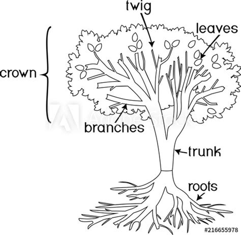 Trees 00 (4) coloring page for kids and adults from natural world coloring pages, trees coloring pages. Coloring page. Parts of plant. Morphology of tree with ...