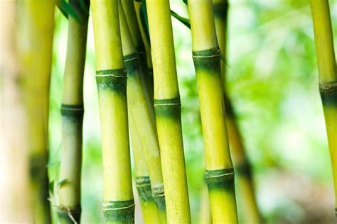 Types Of Bamboo To Grow Bbc Gardeners World Magazine