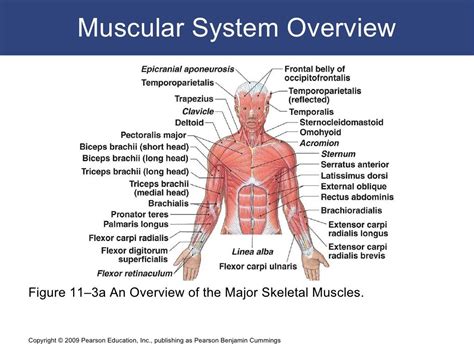 Muscular System Overview Figure 113a An Overview Of The Major Skeletal