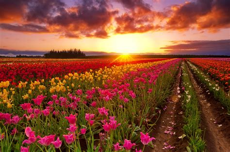 Download Red Flower Yellow Flower Pink Flower Field Sunbeam Sunset