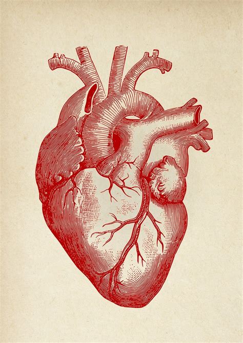 Anatomical Human Heart Vintage Poster Illustration Print On Canvas Wa