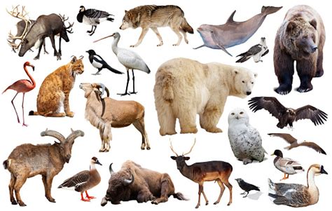 Europe Animals Isolated Stock Photo Download Image Now Istock