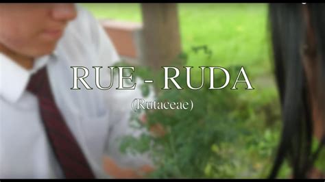 How To Say Ruda Plant In English Painterinc