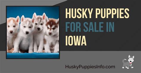 They'll grow into tireless working dogs. Siberian Husky Puppies For Sale and Breeders In Iowa (IA)