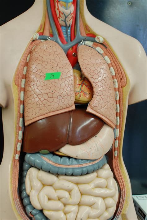 Human Digestive System Human Digestive System