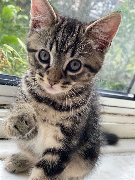 Male Kitten Ragdoll X Longhair Tabby For Sale In Romford London