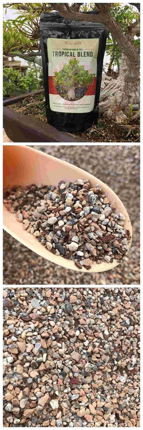 Growing norfolk island pine trees are thirsty, so check the soil often during the growing season. Pin on bonsai soil mix