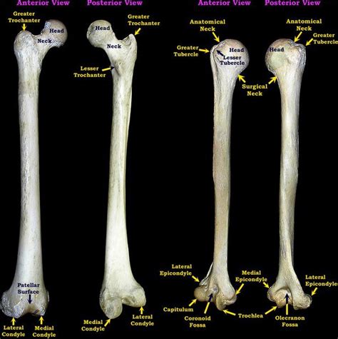 Wherever you looked, there were vampires, ghosts, or bony skeletons grinning back at you. Image result for humorous the bone labeled | Human Bones ...