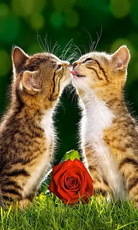 Kittens Kissing Wallpaper By Marika A3 Free On Zedge™