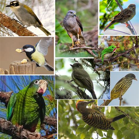 Alga´s Caribe 24 Mil Especies De Aves En Peligro De Extinción