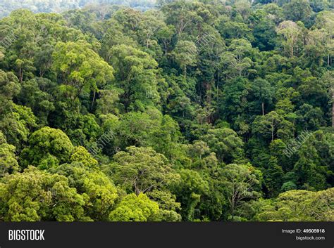 View Rainforest Canopy Image And Photo Free Trial Bigstock