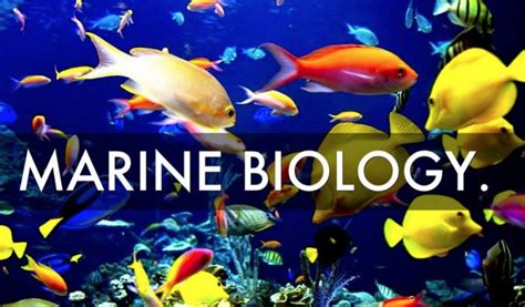 Best Marine Biology Colleges 2020 2021